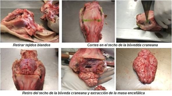 Enfermedad de Teschen - Talfan (Encefalomielitis por Enterovirus) (Teschovirus) Contribución al diagnostico histopatologico - Image 2