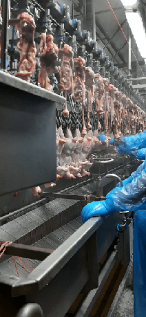 Proceso de eviscerado de aves: principales precauciones para asegurar la calidad y reducir las pérdidas en la industria avícola - Image 1