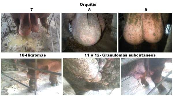 Brucelosis Porcina, Caso Autoctono - Image 2