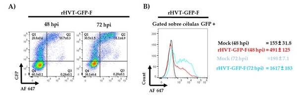 Un Herpesvirus de Pavo Recombinante que Expresa la Proteína F del Genotipo XII del Virus de la Enfermedad de Newcastle Generado por los Sistemas NHEJ-CRISPR/Cas9 y Cre-LoxP Confiere Protección contra un Desafío del Genotipo XII en Pollos - Image 4