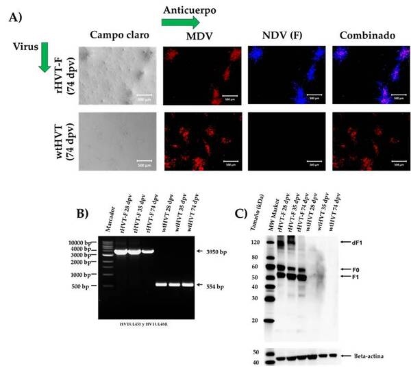 Un Herpesvirus de Pavo Recombinante que Expresa la Proteína F del Genotipo XII del Virus de la Enfermedad de Newcastle Generado por los Sistemas NHEJ-CRISPR/Cas9 y Cre-LoxP Confiere Protección contra un Desafío del Genotipo XII en Pollos - Image 7