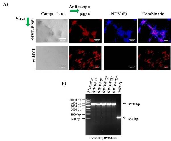 Un Herpesvirus de Pavo Recombinante que Expresa la Proteína F del Genotipo XII del Virus de la Enfermedad de Newcastle Generado por los Sistemas NHEJ-CRISPR/Cas9 y Cre-LoxP Confiere Protección contra un Desafío del Genotipo XII en Pollos - Image 1