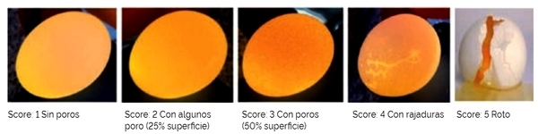 Evaluación de la calidad del huevo con la incorporación de algas calcáreas (lithothamnium calcareum) al alimento en gallinas ponedoras - Image 1