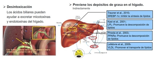 ¿Qué papel juegan los ácidos biliares en las diferentes etapas de las gallinas ponedoras? - Image 2