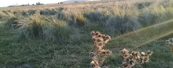 Figura 5 | “Paja” o “Pasto puna”(Amelichloa barchychaeta Godr) en lotes de la Reserva Ganadera N° 8 – EEA INTA Balcarce