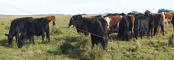 Figura 6 | Impacto animal estratégico en el invierno 2020 en lotes con alta densidad de “Paja” o “Pasto puna”(Amelichloa barchychaeta Godr) de la Reserva Ganadera N° 8 – EEA INTA Balcarce