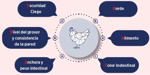 En la búsqueda de una mejor salud intestinal en las aves - Image 4