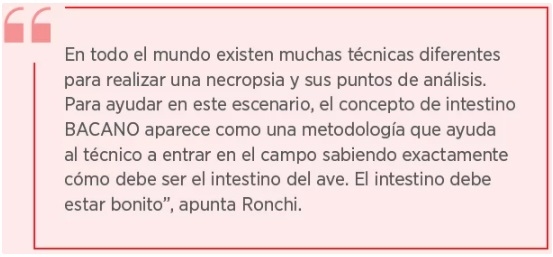 En la búsqueda de una mejor salud intestinal en las aves - Image 3