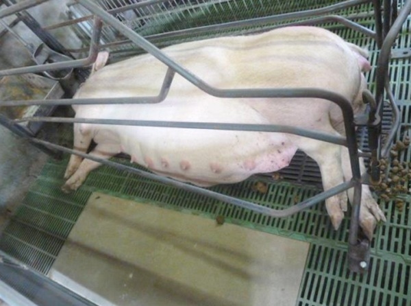 Quien debe criar a los lechones es la madre - Image 3