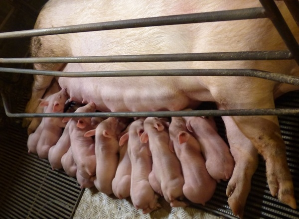 Quien debe criar a los lechones es la madre - Image 2