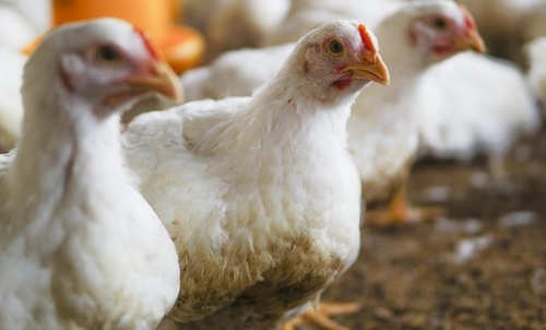 Producción de Pollo sin antibióticos. ¿Sueño o realidad? - Image 1