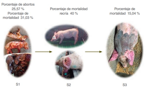Doble intervención para estabilizar el PRRS en una granja de ciclo cerrado en flujo continuo de Latinoamérica - Image 3