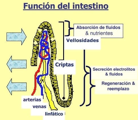 Importancia de la Salud intestinal en las aves y diseño de programas anticcocidiales - Image 2