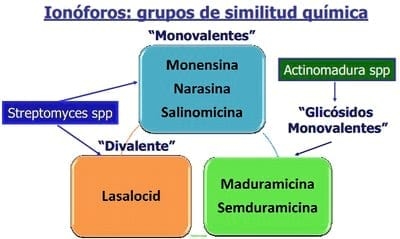 Importancia de la Salud intestinal en las aves y diseño de programas anticcocidiales - Image 9