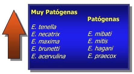 Importancia de la Salud intestinal en las aves y diseño de programas anticcocidiales - Image 5