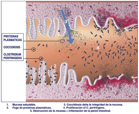 Importancia de la Salud intestinal en las aves y diseño de programas anticcocidiales - Image 4
