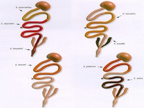 Importancia de la Salud intestinal en las aves y diseño de programas anticcocidiales - Image 3