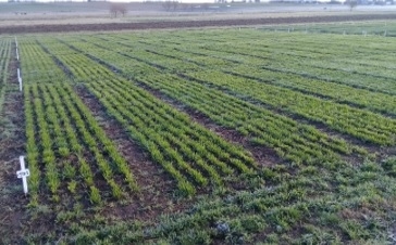 Sumatorias térmicas en la producción de forraje de Raigrás Anual (Lolium multiflorum Lam) - Image 1