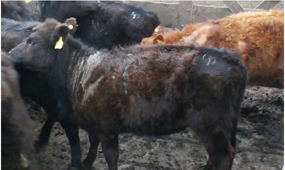 SARNA DE LOS BOVINOS Los endectocidas desafiados por una parasitosis que aumenta su incidencia en los sistemas de producción - Image 1