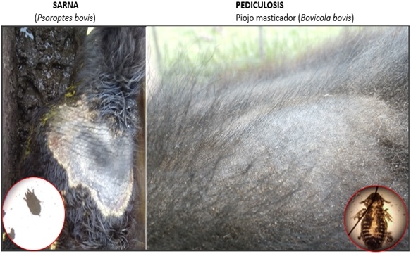 SARNA DE LOS BOVINOS Los endectocidas desafiados por una parasitosis que aumenta su incidencia en los sistemas de producción - Image 2