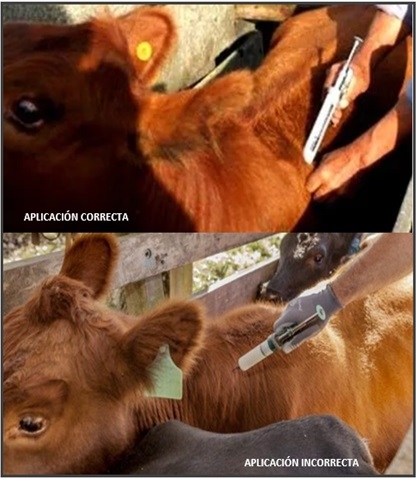 SARNA DE LOS BOVINOS Los endectocidas desafiados por una parasitosis que aumenta su incidencia en los sistemas de producción - Image 3