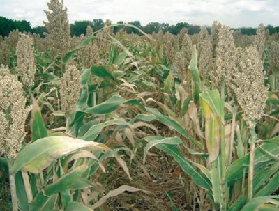 Control genético del color del grano de sorgo - Image 10