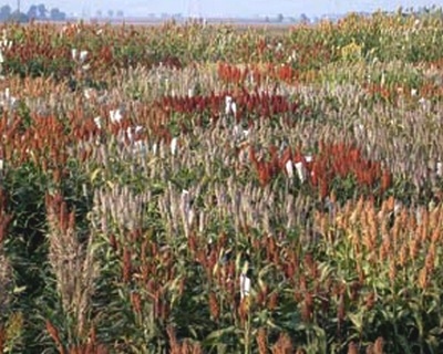 Control genético del color del grano de sorgo - Image 1