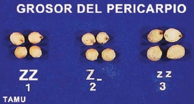 Control genético del color del grano de sorgo - Image 7