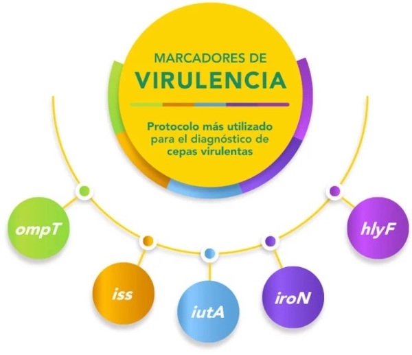 Colibacilosis: Dra. Terezinha Knöbl responde las dudas principales sobre el tema (Parte 2) - Image 2