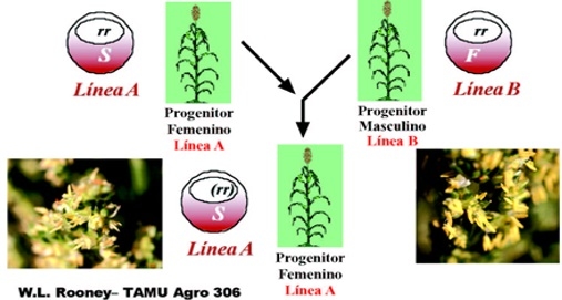 La androesterilidad en el mejoramiento genético del sorgo (Sorghum bicolor, L. Moench) - Image 3