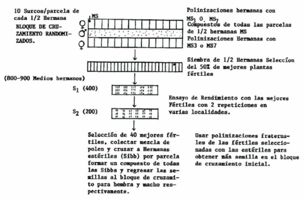 La androesterilidad en el mejoramiento genético del sorgo (Sorghum bicolor, L. Moench) - Image 1