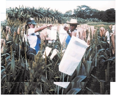 La androesterilidad en el mejoramiento genético del sorgo (Sorghum bicolor, L. Moench) - Image 9