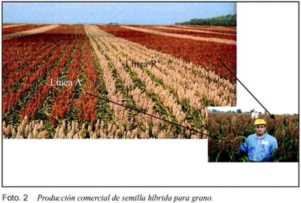 La androesterilidad en el mejoramiento genético del sorgo (Sorghum bicolor, L. Moench) - Image 5