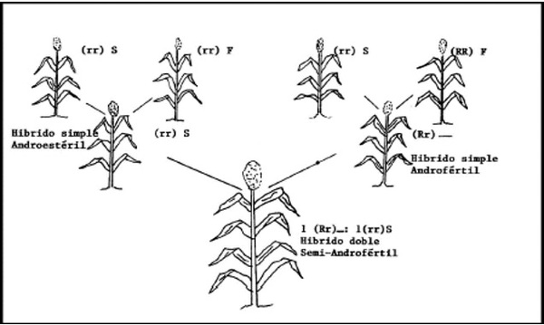 La androesterilidad en el mejoramiento genético del sorgo (Sorghum bicolor, L. Moench) - Image 8