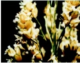 La androesterilidad en el mejoramiento genético del sorgo (Sorghum bicolor, L. Moench) - Image 1