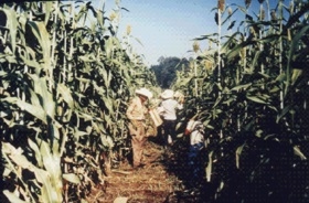La androesterilidad en el mejoramiento genético del sorgo (Sorghum bicolor, L. Moench) - Image 12