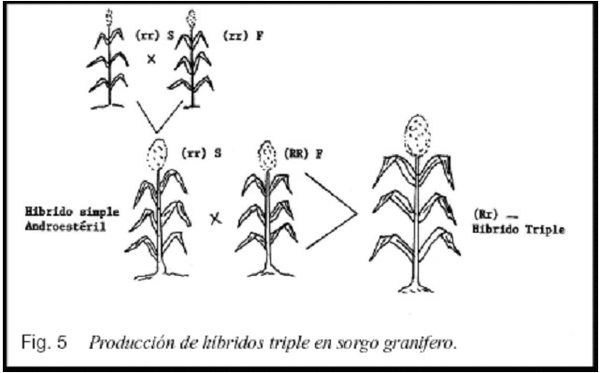 La androesterilidad en el mejoramiento genético del sorgo (Sorghum bicolor, L. Moench) - Image 7