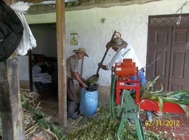 Producción de Forrajes Aplicado a La Alimentación Animal Ensilaje de Maíz (ZeaMays), Orgánico - Sostenible. - Image 18