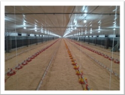 Artículo Nutrimas - Image 4