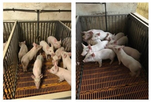 Los 1-monoglicéridos de ácidos grasos de cadena corta y media reducen las poblaciones de bacterias intestinales patógenas, las diarreas post-destete, la mortalidad y los niveles de miostatina en lechones - Image 1