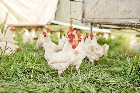 ¿Es realmente importante proteger el hígado durante la cría de pollos de engorde? - Image 1