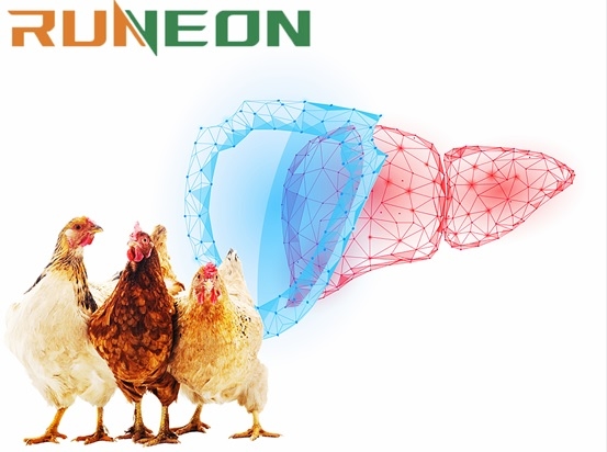¿Es realmente importante proteger el hígado durante la cría de pollos de engorde? - Image 2