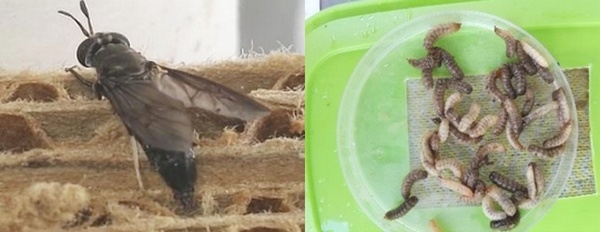 Evaluación de tres sustratos reconstituidos (Gallinaza de piso, porcinaza y conejaza) en el engorde de larva de mosca soldado, Hermetia Illucens, en el Centro Latinoamericano de Especies Menores, CLEM-SENA - Image 1
