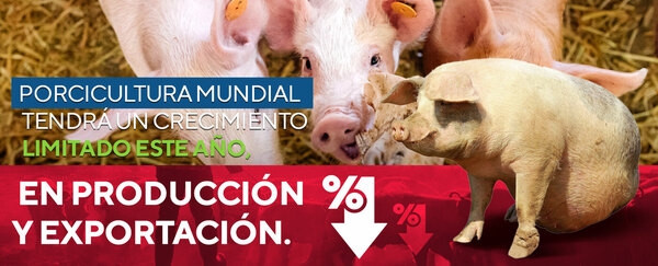 Porcicultura mundial tendrá un crecimiento limitado este año, tanto en producción como en exportación - Image 1