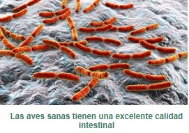 Uso racional de antimicrobianos en avicultura: ¿cómo unir la ciencia con el campo? - Image 5