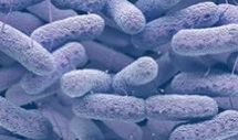 Uso racional de antimicrobianos en avicultura: ¿cómo unir la ciencia con el campo? - Image 3