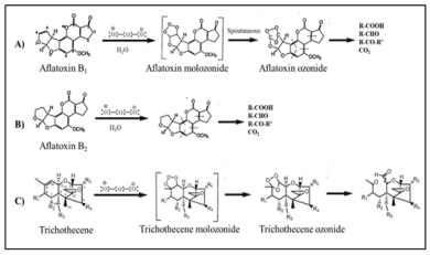 Figura 1. Mecanismo propuesto para la adición de ozono a la aflatoxina B1 (A) y B2 (B) y tricoteceno (C). Fuente: Confección propia, 2022.