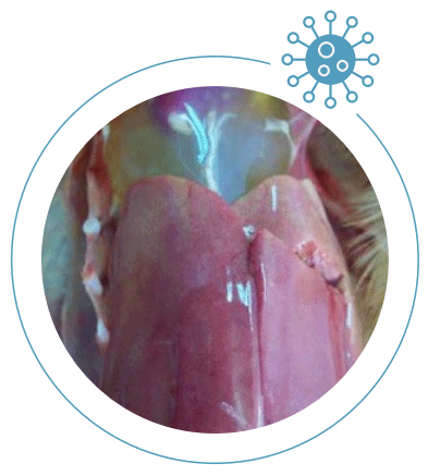Angavac®: protección contra hepatítis por cuerpos de inclusión (agregar logo de Invetsa) - Image 1