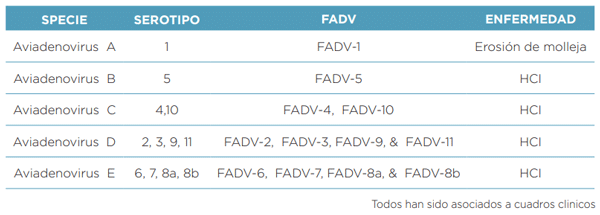 Aviadenovirus grupo I