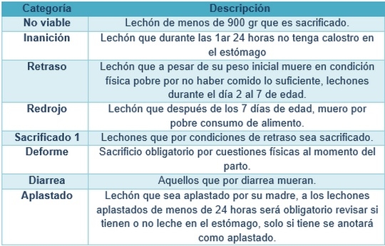 Manejo del lechón antes y después del parto - Image 5